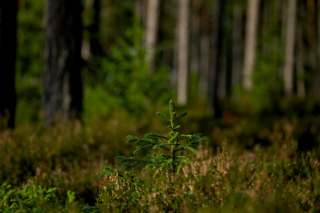 Photo by Lauri Poldre