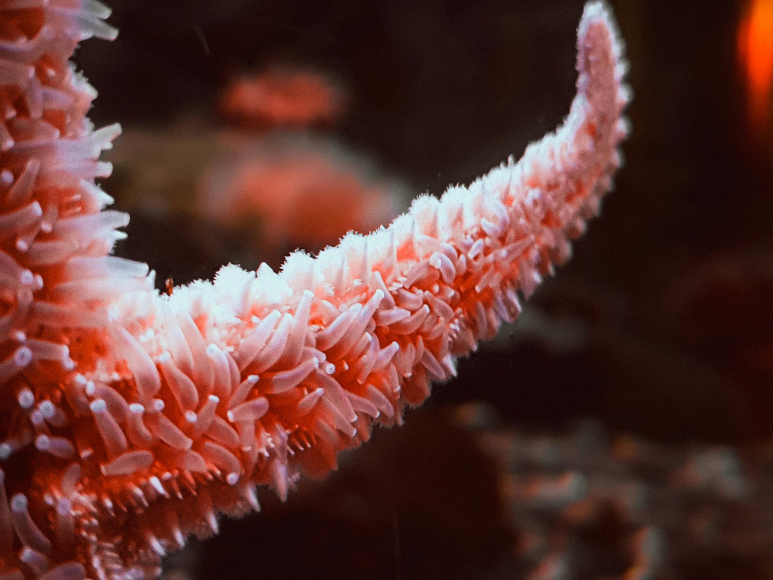 The Magic of Sea Stars (Nonfiction)